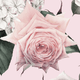 Close-up of a pink rose on a light pink background