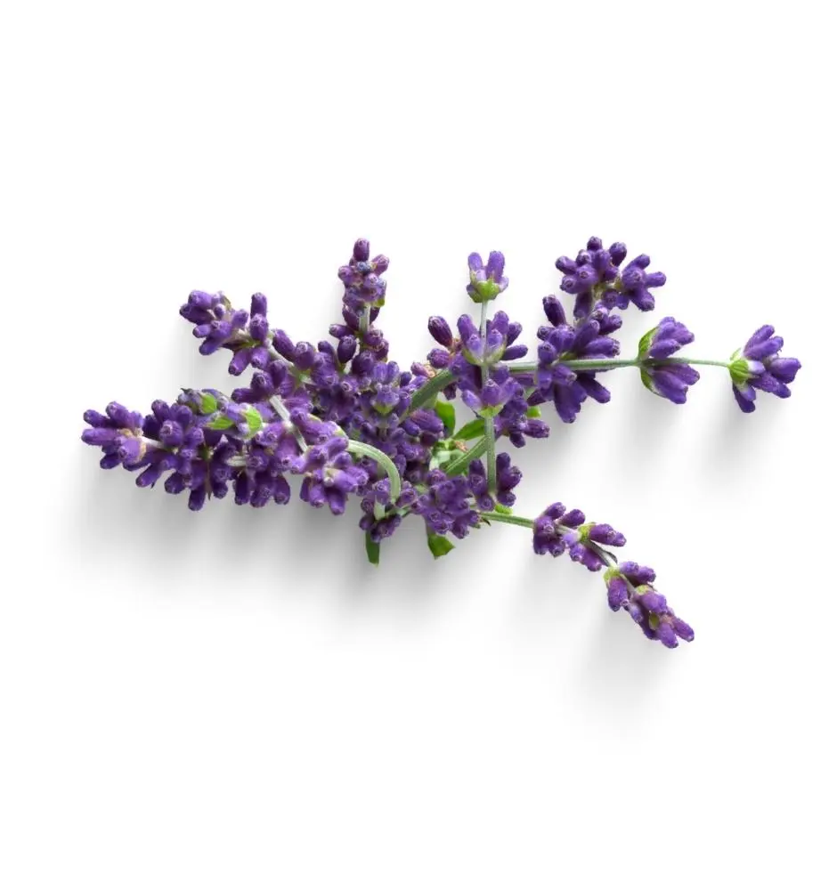 Bio Lavendel