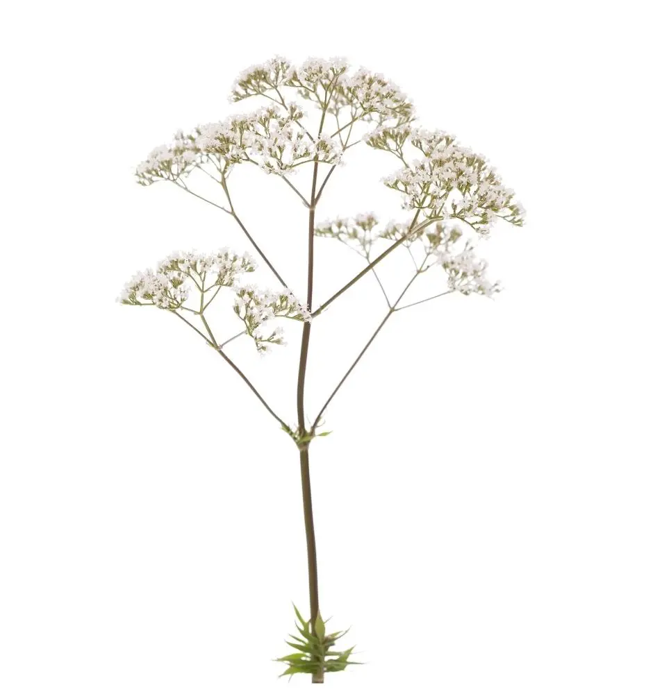 Bio Baldrian