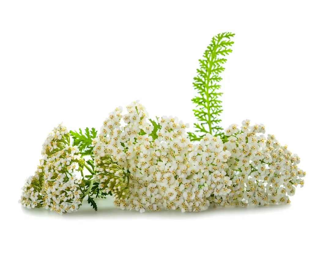 Bio Schafgarbe