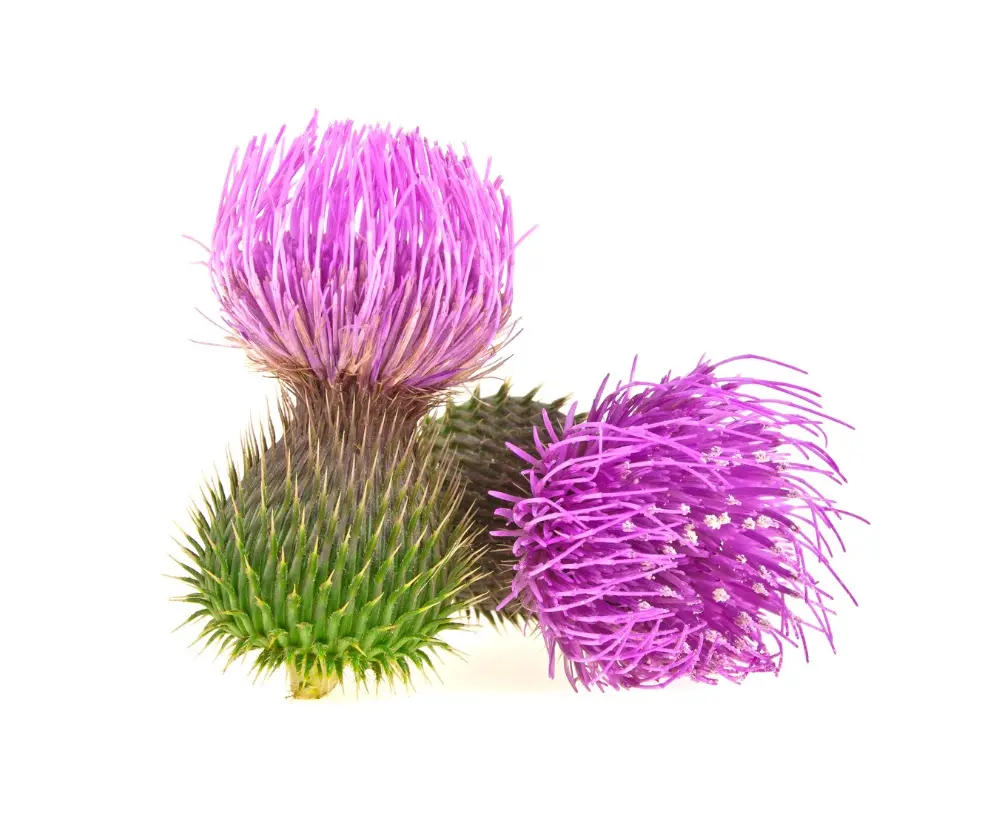 Bio Mariendistel